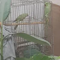 جفت طوطی ملنگو مولد خانگی .بدون قفس .تخفیف ندارد|پرنده|قائمشهر, |دیوار