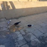 تعدادی کبوتر. سالم تکی یا باهم|پرنده|تهران, فرزانه|دیوار