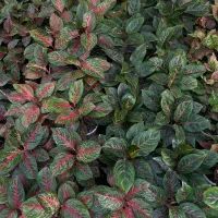 فیلو پرتقالی شاهزاده فیکوس بلک زامو سبز بلک سانس|گل و گیاه طبیعی|سلمان‌شهر, |دیوار