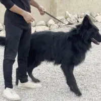 سگ پامرانین مشکی و سگ ژرمن بلک اصیل|سگ|اصفهان, آبشار|دیوار