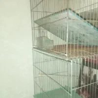 قفس پرنده|لوازم جانبی حیوانات|تهران, علم و صنعت|دیوار