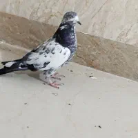 کبوتر پاکستانی