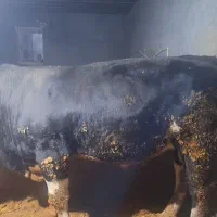 گوساله گوشتی|حیوانات مزرعه|ماهیدشت, |دیوار