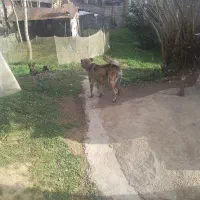 سگ سرابی|سگ|اطاقور, |دیوار