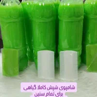 شامپو شپش