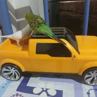 پرنده مرغ عشق