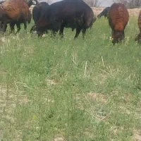 قوچ‌درجه‌یک