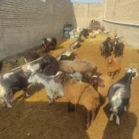 بز بره میش یکجا|حیوانات مزرعه|پاکدشت, پاکدشت (مامازند)|دیوار