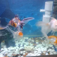 ماهی  گلدفیش|ماهی|عباس‌آباد, |دیوار