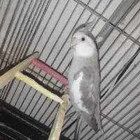 عروس هلندی جفت