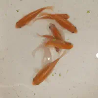 پمپ اکسیژن رایگان|ماهی|شیراز, شهرک فرهنگیان|دیوار