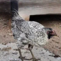 مرغ جوان|حیوانات مزرعه|شیراز, عادل آباد|دیوار