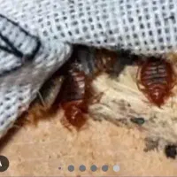 سمپاشی تضمینی ساس سوسک موش۱۰۰٪(رسالت پنچتن گلشهر )