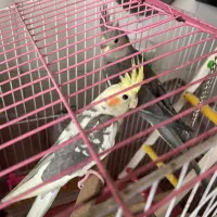 عروس هلندی نر و ماده