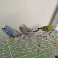 3 عدد مرغ عشق و انگلیسی همه باهم 650