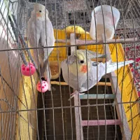 عروس هلندی|پرنده|تهران, بروجردی|دیوار