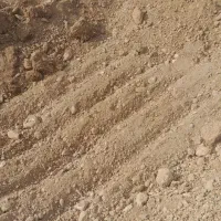 نیازمند پیاز زعفران