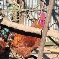 خروس محلی قرمز ویک ساله یه شاه خروس سالم|حیوانات مزرعه|چابکسر, |دیوار