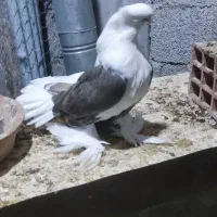 کبوتر زینتی  دم چتری شامپیون بلژیکی|پرنده|رضوانشهر, |دیوار