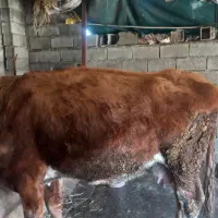 گاو ۶ ماهه آبستن با تلیسه دو عدد