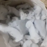 خرده پشم شیشه کاپشن