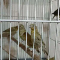 ۶ تا جوجه قناری سبز و زیتونی