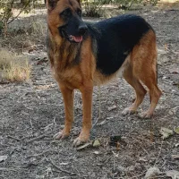 سگ ژرمن شپرت ماده|سگ|کنگاور, |دیوار