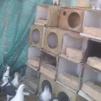 دمگیر دستگردی خرقه