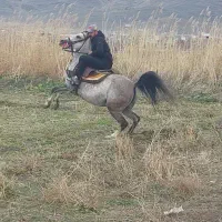 برکت مادیون ۶ ساله|اسب و تجهیزات اسب‌سواری|ملایر, |دیوار