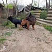 سگ ژرمن شولاین هاسکی مالاموت پیت بول|خدمات پیشه و مهارت|پیربازار, |دیوار