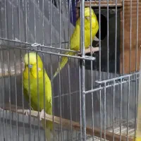 مرغ عشق انگلیسی و کوتوله ماده