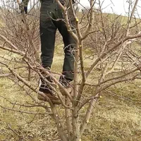 باغبانی|خدمات باغبانی و درختکاری|ورامین, ورامین|دیوار