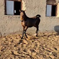 کره نریان کرد|اسب و تجهیزات اسب‌سواری|شراء, |دیوار