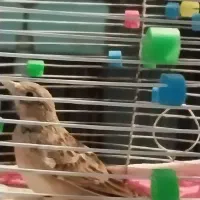 فروش یا معاوضه پرنده|پرنده|بروجن, |دیوار