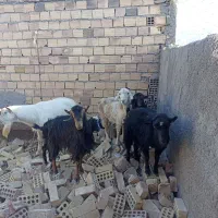 بز ابست و بره