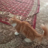 گربه پرشین نر و ماده|گربه|شیروان (خراسان), |دیوار