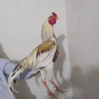 خروس وارداتی