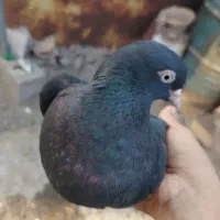 کبوتر ملقی