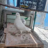 کفتر نروماده