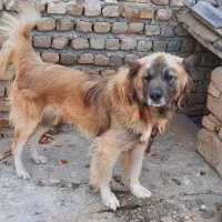 سگ نگهبان.|سگ|آزادشهر, |دیوار