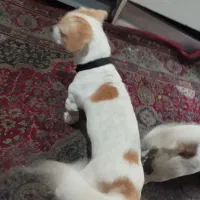 جسی|سگ|اردبیل, |دیوار