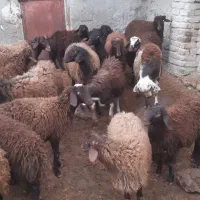 بره قوچ نر افشاری