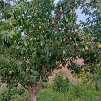 فروش یا معاوضه باغ|فروش زمین و ملک کلنگی|فریدونشهر, |دیوار