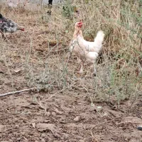 فروش فوری مرغ محلی تخم گذار|حیوانات مزرعه|بهشهر, |دیوار