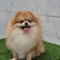 سگ پامر ۲ سر خرسی