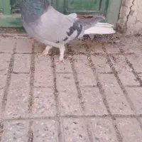 برجی پر تخت دم سفید