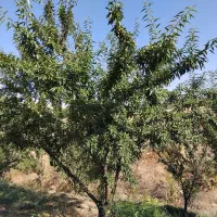 بادام پفکی