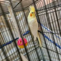 عروس هلندی ماده