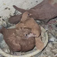 سرخ کرمونی|پرنده|تربت‌حیدریه, رباط سفلی|دیوار