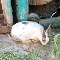 خرگوش
